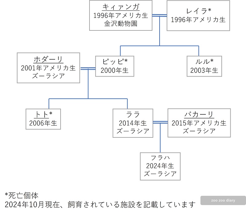 日本にいるオカピ　の家系図　相関図